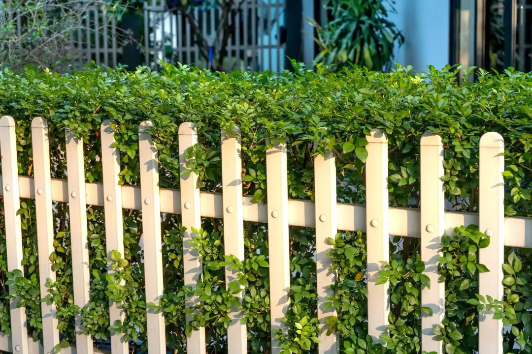 Why Is Picket Fencing a Popular Choice?