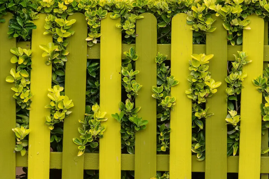Keeping Outdoor Areas Open and Visible